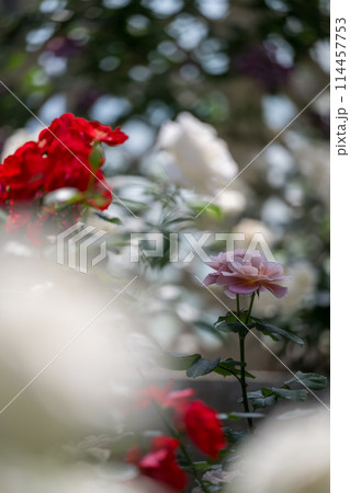 晴天の青空に咲き誇るバラの花の風景 114457753
