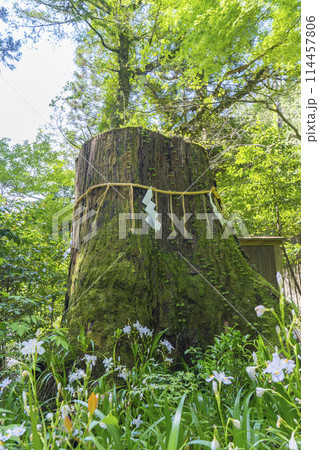 新緑の京都　貴船神社結社（中宮）境内に咲くシャガの花 114457806