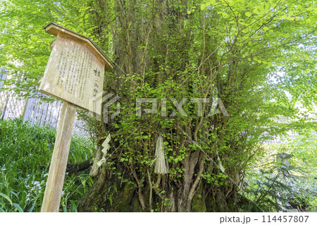 新緑の京都　貴船神社結社　御神木（桂） 114457807