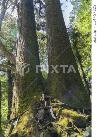 貴船神社の相生杉 114457825