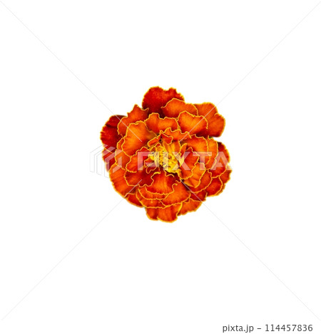 A solitary marigold flower displaying its unique patterned petals and bright colors; an excellent choice for greeting cards or decorative art pieces. A solitary marigold flower displaying its unique patterned petals and bright colors; an excellent choice for greeting cards or decorative art pieces. 114457836