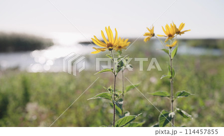 sunchoke flowers on a seashore closeup 114457855