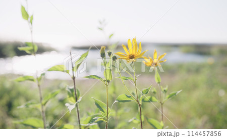 sunchoke flowers on a seashore closeup 114457856