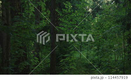 walk in a forest with sun shining through leaves handheld shaky 114457919