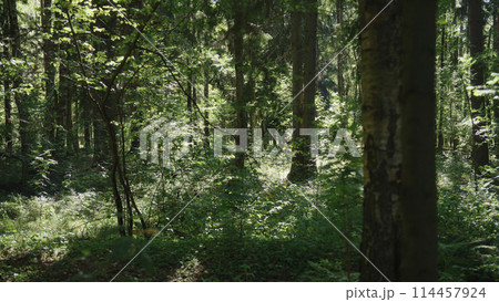 walk in a forest with sun shining through leaves handheld shaky walk in a forest with sun shining through leaves handheld shaky 114457924