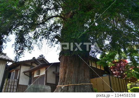 群馬県伊勢崎市曲輪町の同聚院の大榧 114458158