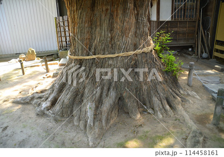群馬県伊勢崎市曲輪町の同聚院の大榧 114458161