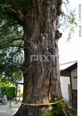 群馬県伊勢崎市曲輪町の同聚院の大榧 群馬県伊勢崎市曲輪町の同聚院の大榧 114458198