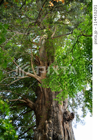 群馬県伊勢崎市曲輪町の同聚院の大榧 114458201