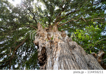 群馬県伊勢崎市曲輪町の同聚院の大榧 114458211