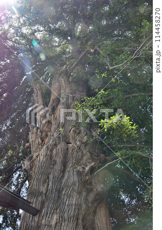 群馬県伊勢崎市曲輪町の同聚院の大榧 114458270