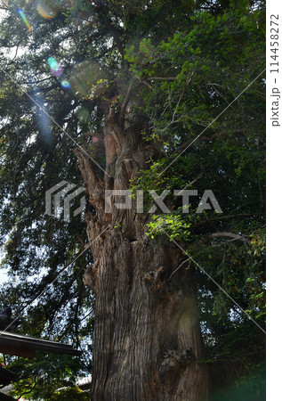 群馬県伊勢崎市曲輪町の同聚院の大榧 群馬県伊勢崎市曲輪町の同聚院の大榧 114458272
