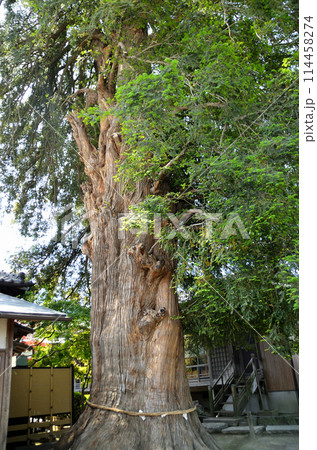 群馬県伊勢崎市曲輪町の同聚院の大榧 114458274