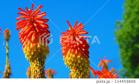 トリトマの花の風景(東京都足立区舎人公園) トリトマの花の風景(東京都足立区舎人公園) 114458608