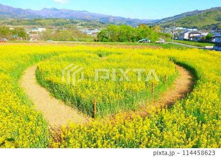 満開の菜の花畑　ヴェンテンガルテン　上山市 114458623
