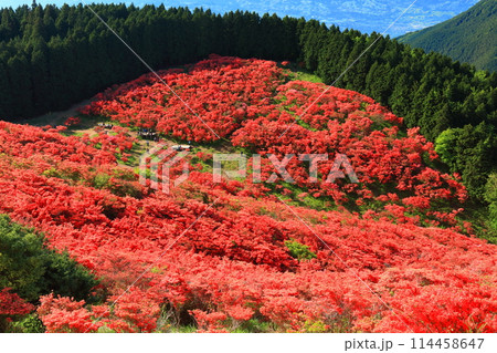 【奈良県】葛城高原の満開の自然つつじ園(一目百万本) 【奈良県】葛城高原の満開の自然つつじ園(一目百万本) 114458647