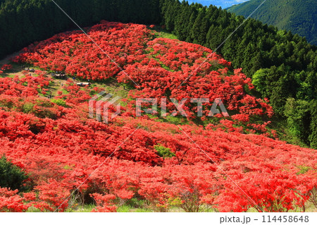 【奈良県】葛城高原の満開の自然つつじ園(一目百万本) 【奈良県】葛城高原の満開の自然つつじ園(一目百万本) 114458648