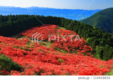 【奈良県】葛城高原の満開の自然つつじ園（一目百万本） 114458650