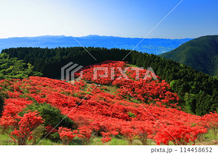 【奈良県】葛城高原の満開の自然つつじ園（一目百万本） 114458652