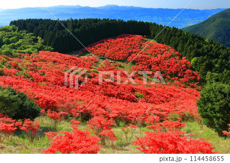【奈良県】葛城高原の満開の自然つつじ園（一目百万本） 114458655