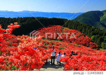 【奈良県】葛城高原の満開の自然つつじ園（一目百万本） 114458665