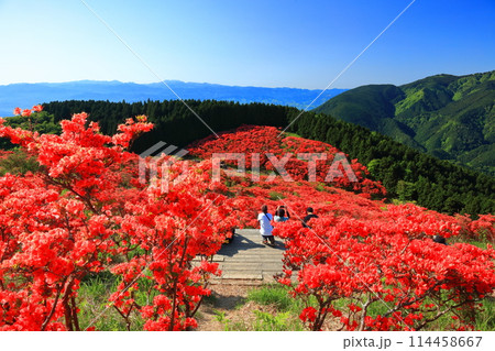 【奈良県】葛城高原の満開の自然つつじ園（一目百万本） 114458667