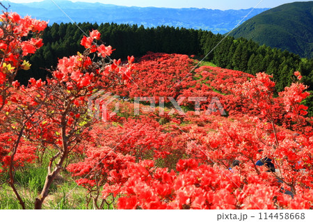 【奈良県】葛城高原の満開の自然つつじ園(一目百万本) 【奈良県】葛城高原の満開の自然つつじ園(一目百万本) 114458668