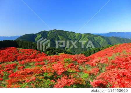 【奈良県】葛城高原の満開の自然つつじ園（一目百万本） 114458669