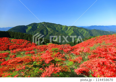 【奈良県】葛城高原の満開の自然つつじ園（一目百万本） 114458670