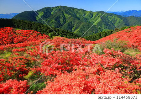 【奈良県】葛城高原の満開の自然つつじ園（一目百万本） 114458673