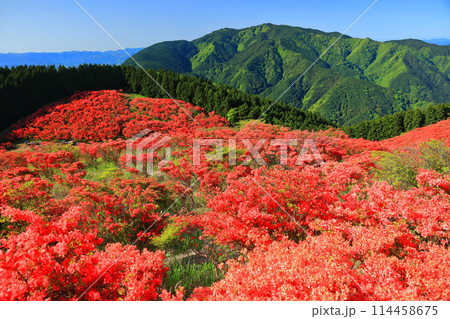 【奈良県】葛城高原の満開の自然つつじ園（一目百万本） 114458675
