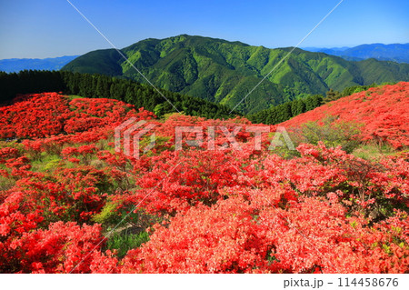 【奈良県】葛城高原の満開の自然つつじ園（一目百万本） 114458676