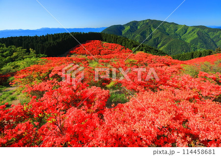 【奈良県】葛城高原の満開の自然つつじ園（一目百万本） 114458681