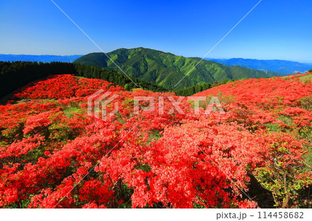 【奈良県】葛城高原の満開の自然つつじ園（一目百万本） 114458682