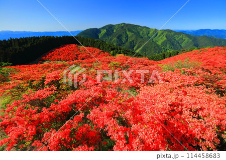 【奈良県】葛城高原の満開の自然つつじ園(一目百万本) 【奈良県】葛城高原の満開の自然つつじ園(一目百万本) 114458683