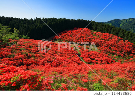 【奈良県】葛城高原の満開の自然つつじ園(一目百万本) 【奈良県】葛城高原の満開の自然つつじ園(一目百万本) 114458686