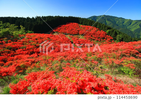 【奈良県】葛城高原の満開の自然つつじ園(一目百万本) 【奈良県】葛城高原の満開の自然つつじ園(一目百万本) 114458690
