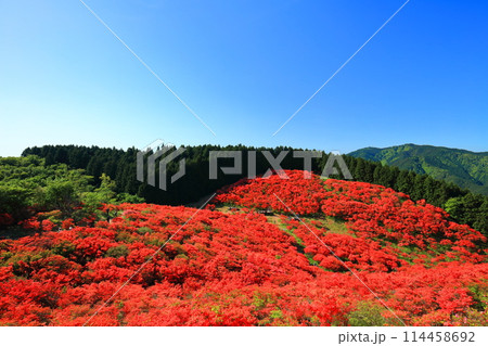 【奈良県】葛城高原の満開の自然つつじ園（一目百万本） 114458692