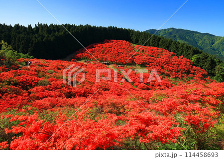 【奈良県】葛城高原の満開の自然つつじ園(一目百万本) 【奈良県】葛城高原の満開の自然つつじ園(一目百万本) 114458693