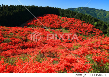 【奈良県】葛城高原の満開の自然つつじ園（一目百万本） 114458694