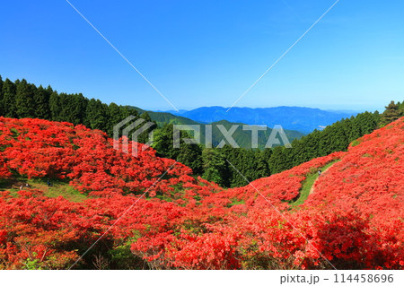 【奈良県】葛城高原の満開の自然つつじ園(一目百万本) 【奈良県】葛城高原の満開の自然つつじ園(一目百万本) 114458696