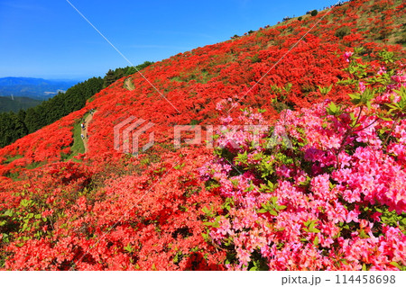 【奈良県】葛城高原の満開の自然つつじ園（一目百万本） 114458698
