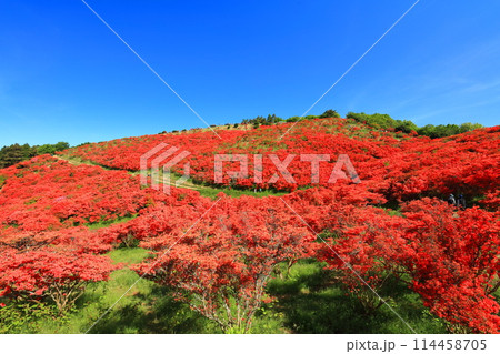 【奈良県】葛城高原の満開の自然つつじ園（一目百万本） 114458705