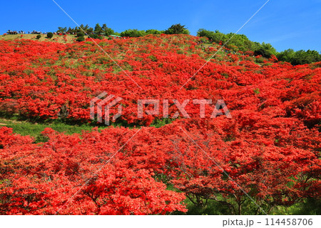 【奈良県】葛城高原の満開の自然つつじ園（一目百万本） 114458706