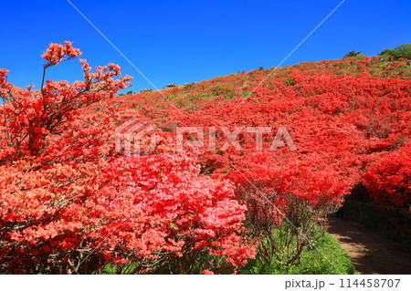 【奈良県】葛城高原の満開の自然つつじ園（一目百万本） 114458707