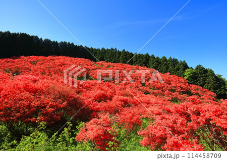【奈良県】葛城高原の満開の自然つつじ園(一目百万本) 【奈良県】葛城高原の満開の自然つつじ園(一目百万本) 114458709
