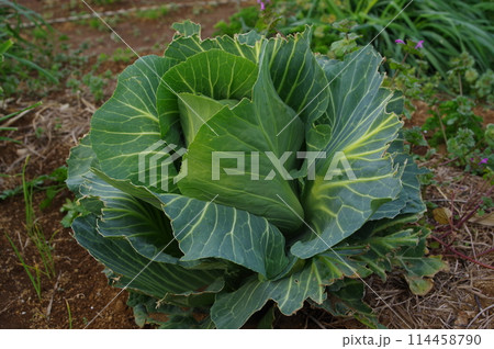 《3月》キャベツ 撮影場所:家庭菜園(神奈川県大和市) 《3月》キャベツ 撮影場所:家庭菜園(神奈川県大和市) 114458790