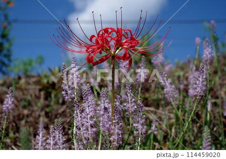 彼岸花　JR山陽線　玖波駅付近にて 114459020