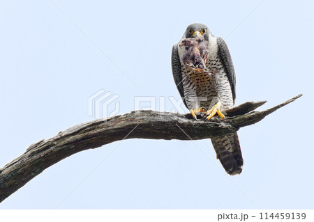 木に止まって獲物をくわえるハヤブサ成鳥 114459139