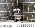 ジャコウネコ 114459584